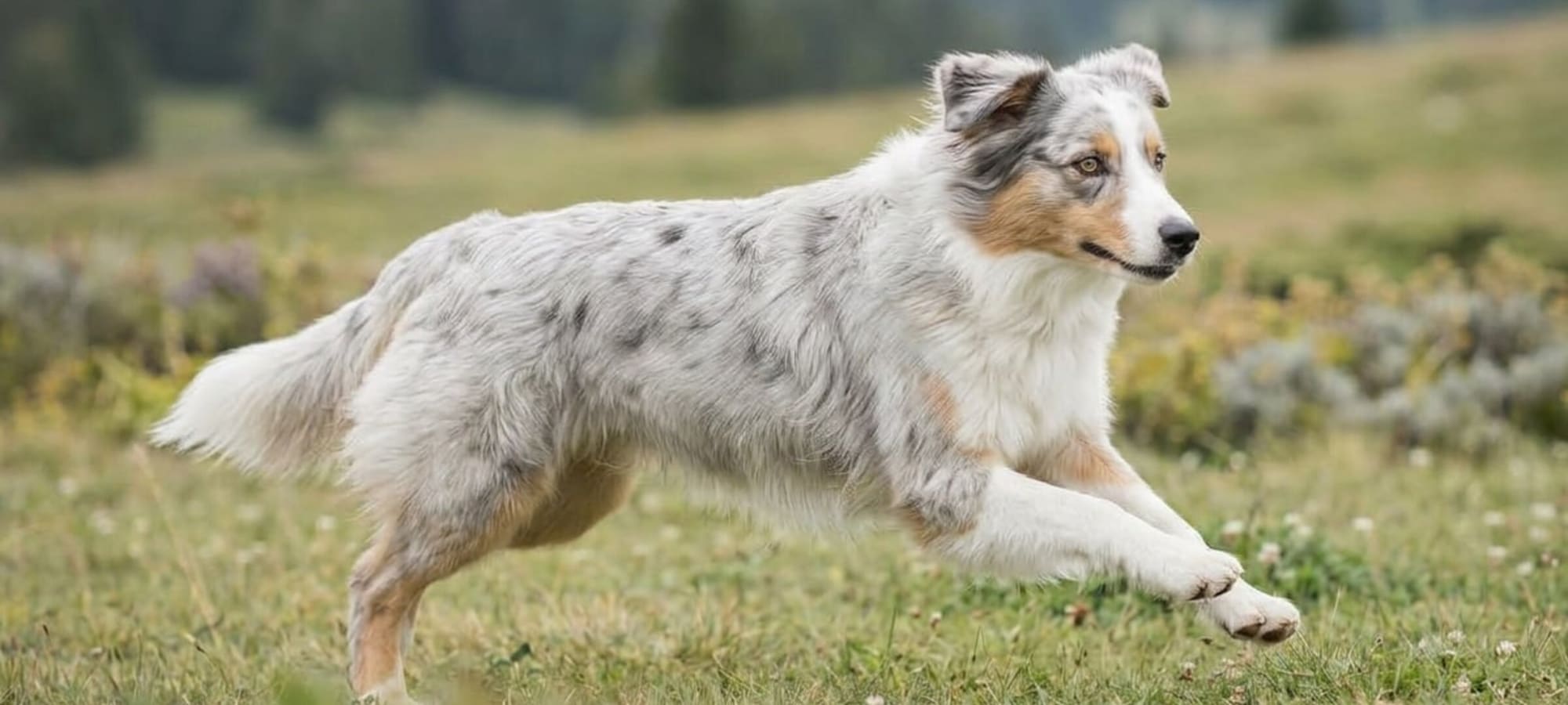 Berger Australien LOF lancé sur le terrain, énergie maîtrisée